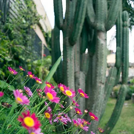 Casa El Drago-tafira Baja Homestay Las Palmas de Gran Canaria