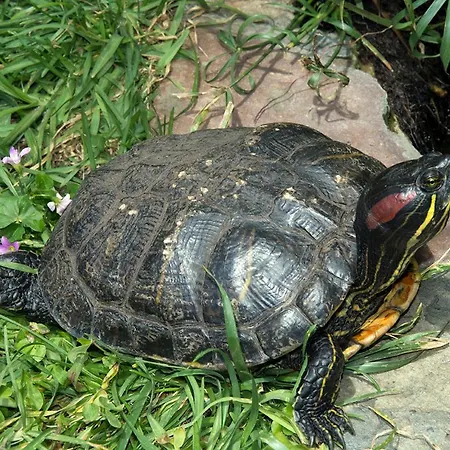 Quarto em Acomodações Particulares Casa El Drago-tafira Baja Las Palmas de Gran Canárias