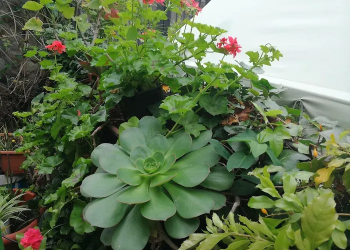 Homestay Casa El Drago-tafira Baja Las Palmas de Gran Canaria