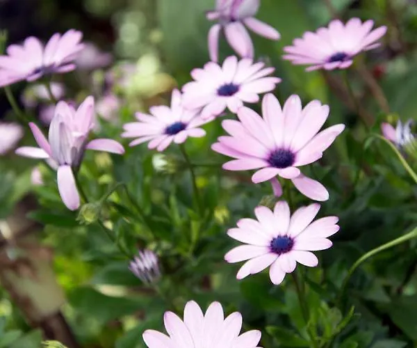 Casa El Drago-tafira Baja *